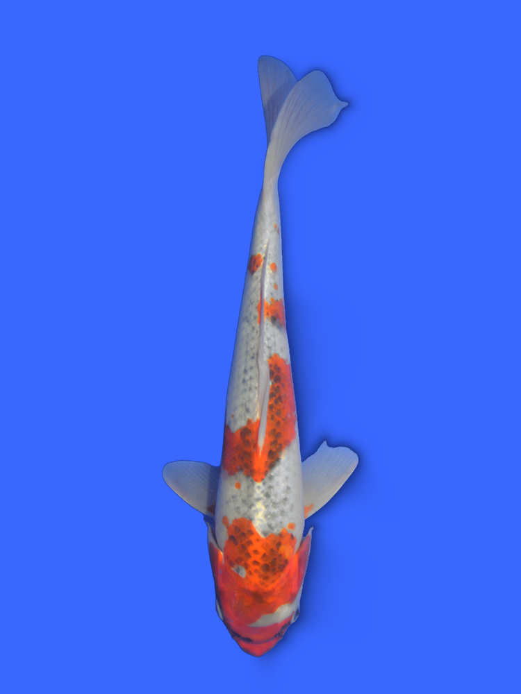 14.6" (37cm) Male Yoshikigoi Kujaku - Y0309Q